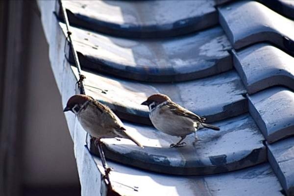 形状別で分けた瓦の種類は3つ